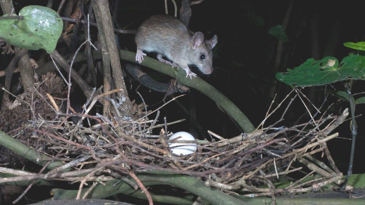 Ought to NZ use contentious gene tech in our warfare on pests?