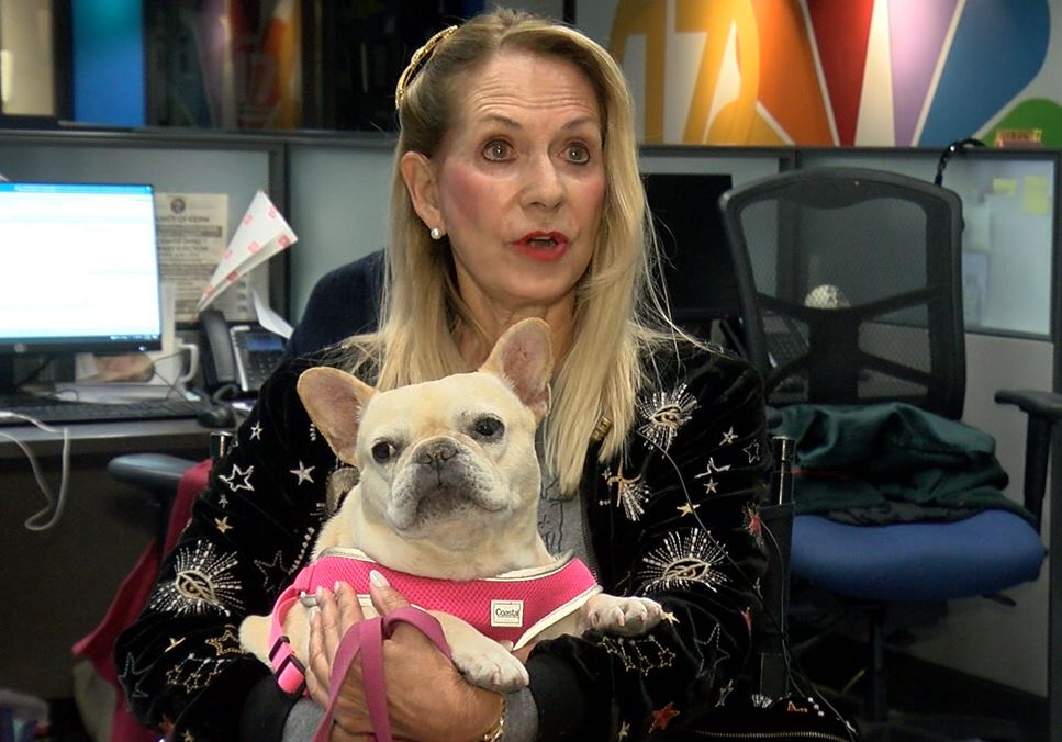 Pawsitively terrifying: Girl recounts theft of superstar French bulldog