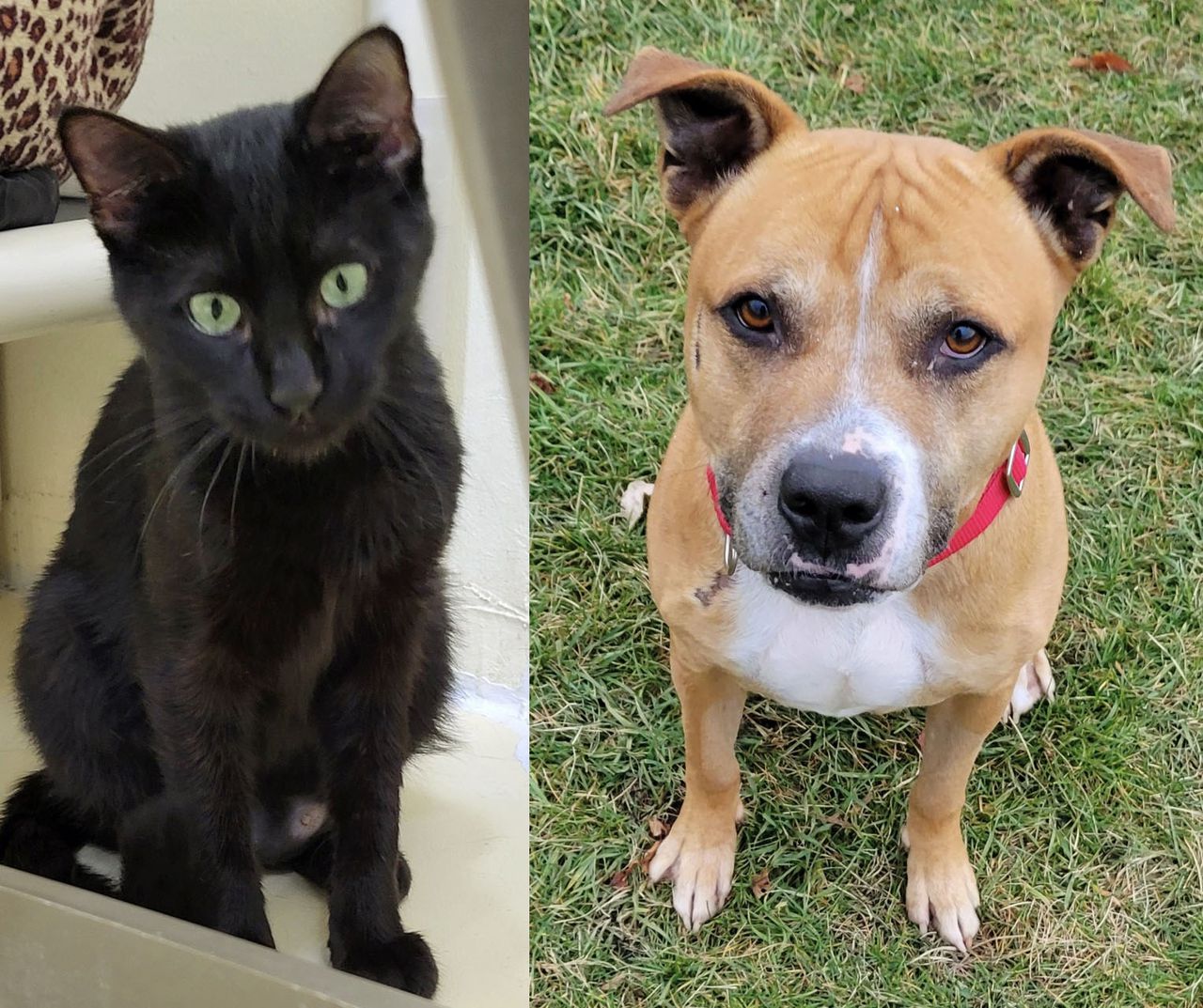 Pets of the week: Scar is stuffed with pure magnificence and appeal. Noodle has lovely inexperienced eyes