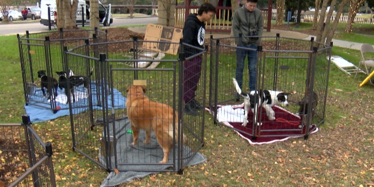 Inaugural ‘Misplaced Music Pageant’ advantages animal shelter