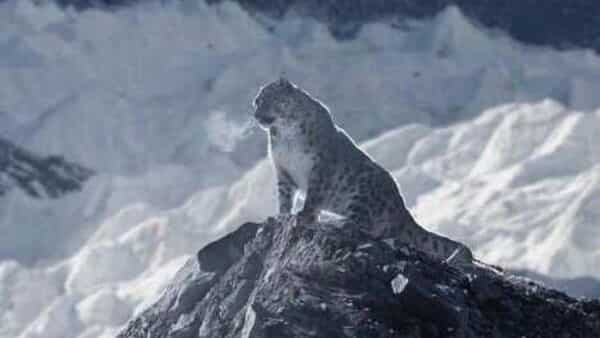 ‘Phantasmal magnificence’: Picture of snow leopard in icy Himalayas has netizens amazed