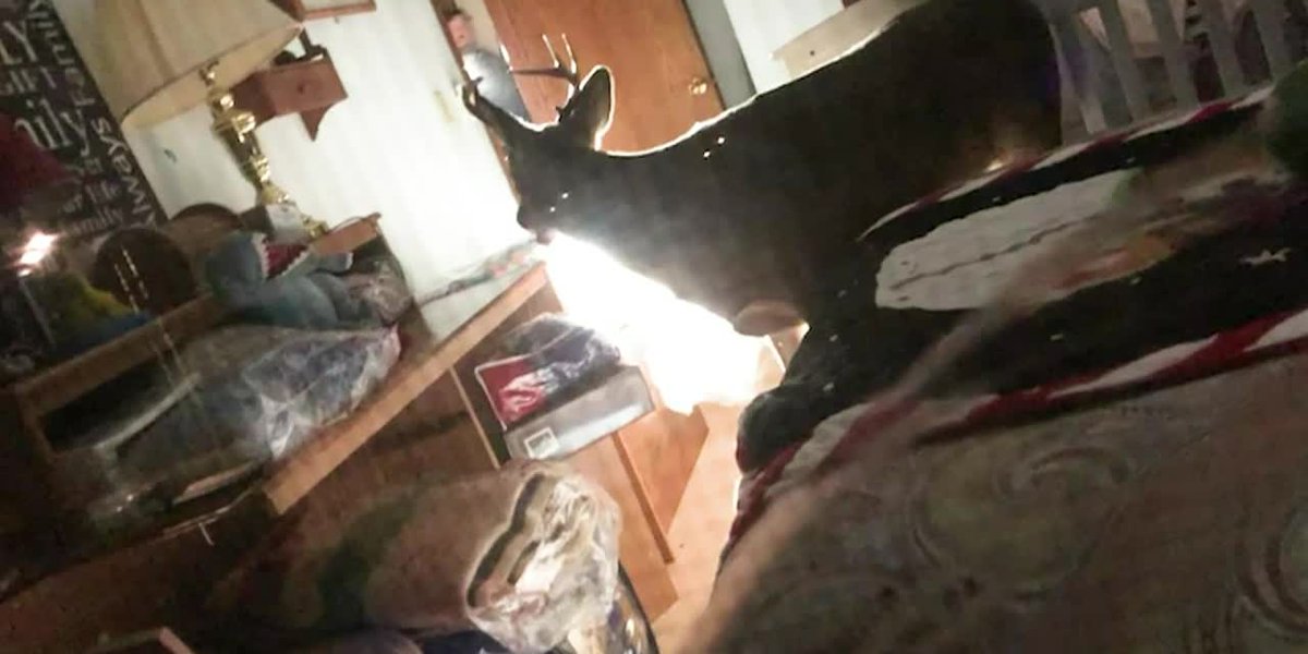 Deer breaks into dwelling after mistaking reindeer ornament for attainable mate