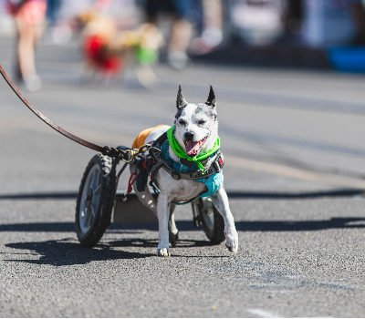 Tucson Subaru Pets of Pima Parade Returns