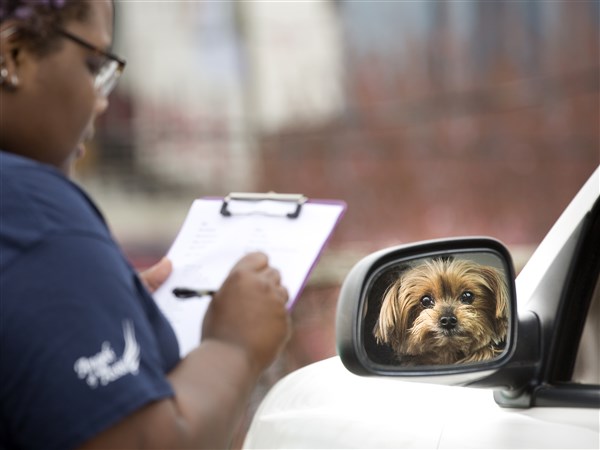 Ask the Vet: Hormonal illnesses, infections to think about when pets develop hair loss – Toledo Blade