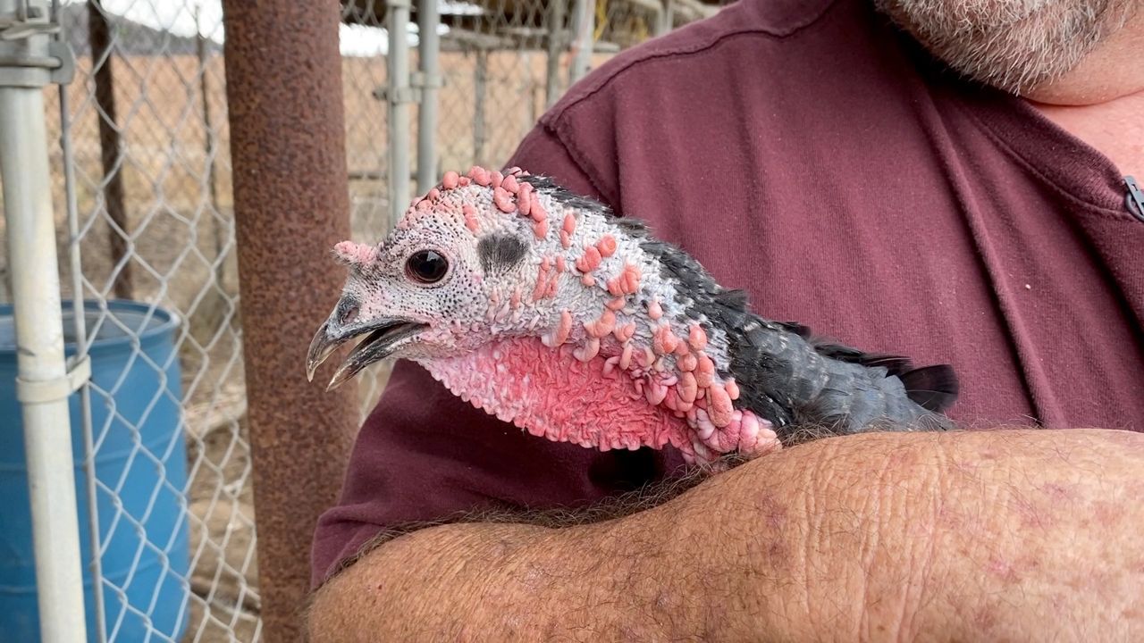 Hen flu impacts turkey availability earlier than Thanksgiving