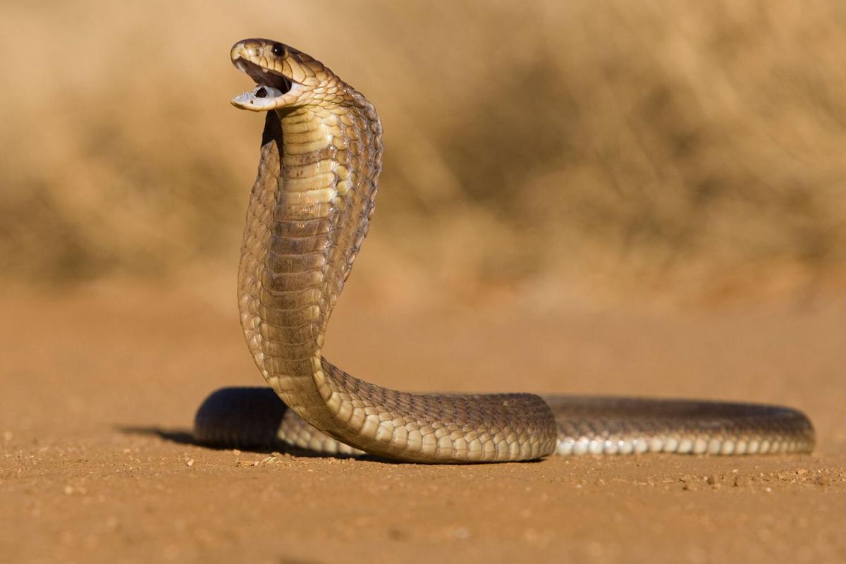 8-Yr-Previous Boy Bites Venomous Cobra Twice After Getting Attacked, Kills It: Report