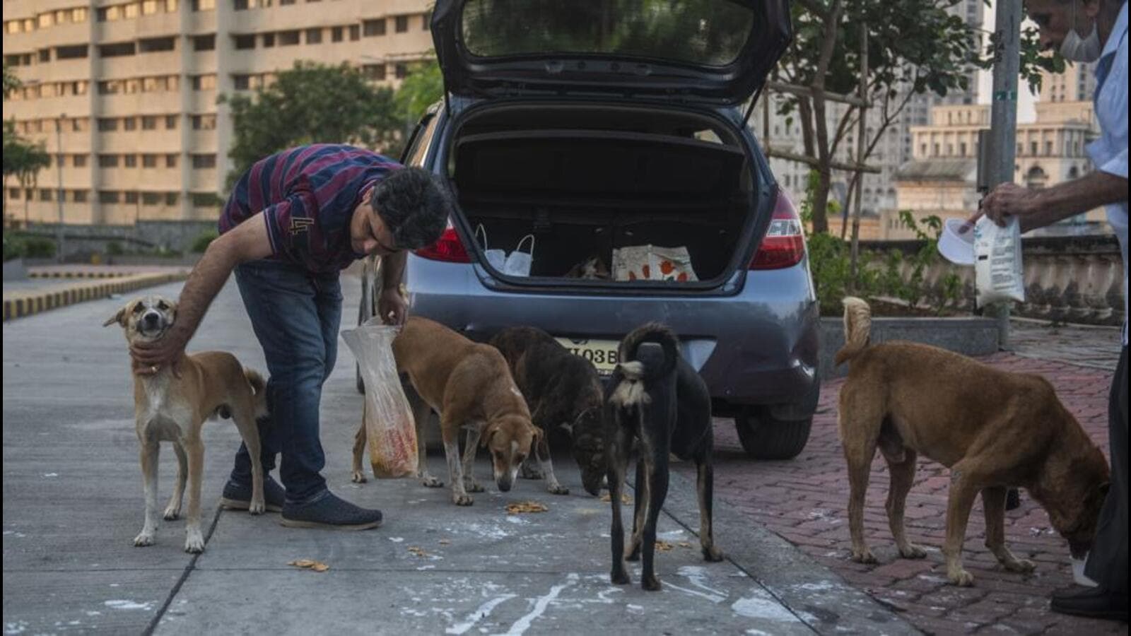 Spice of life | Ode to street-side pets, who are usually not stray canines