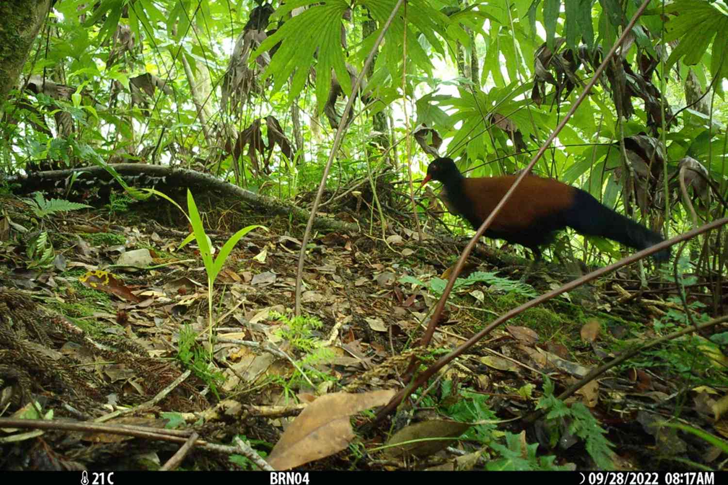 Uncommon Pigeon Species Rediscovered in Papua New Guinea After 140 Years