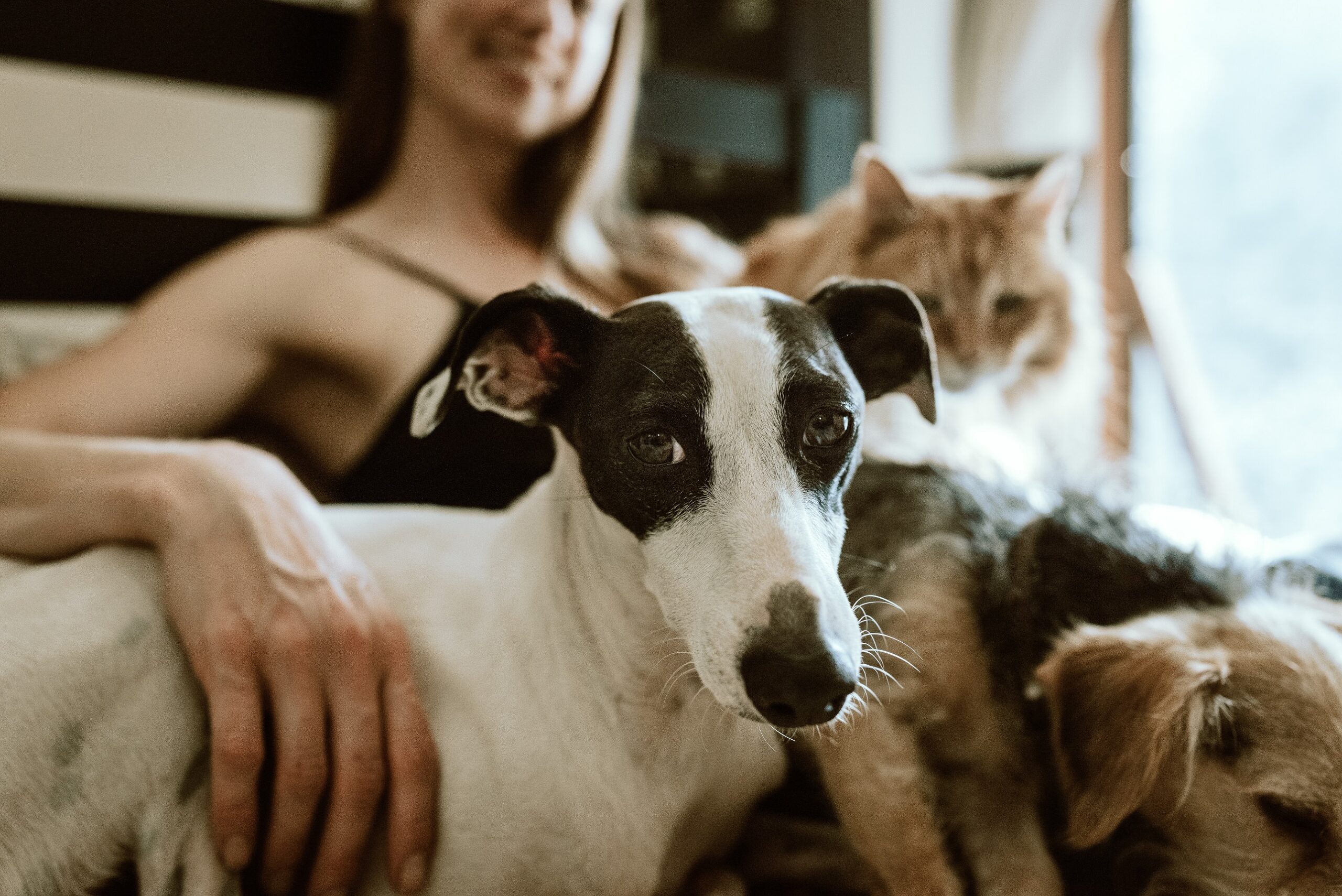 Assist preserve pets with their household