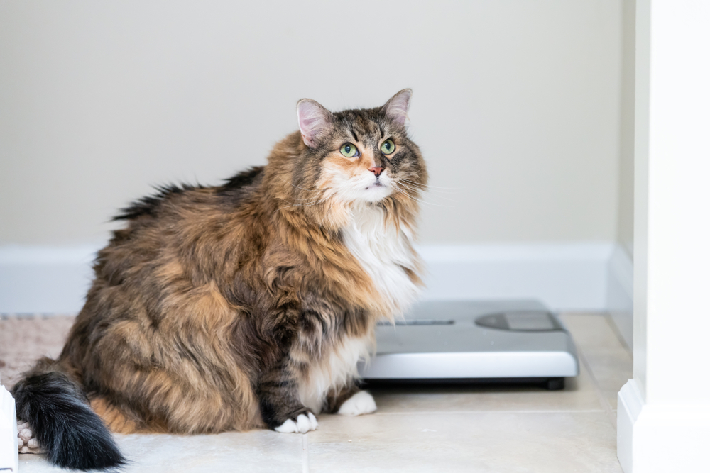 Is your furbaby obese? The reply is likely, sure.