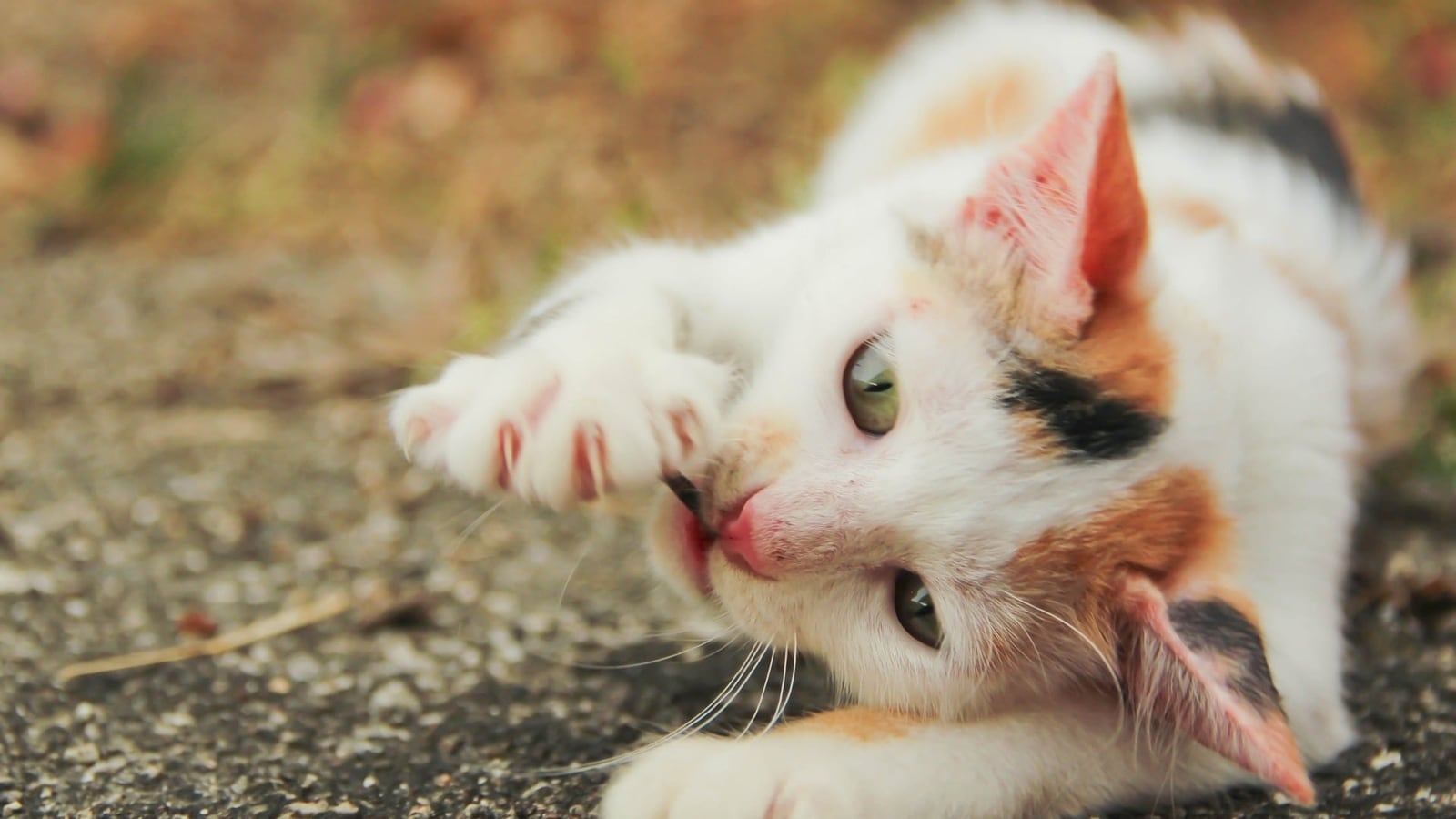 Pet cat goes lacking at Bengaluru airport earlier than flying to Spain: Report | Bengaluru