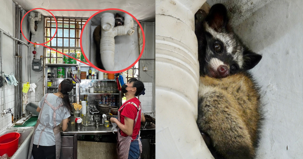 Juvenile civet discovered huddled up in nook of Queenstown espresso store – Mothership.SG