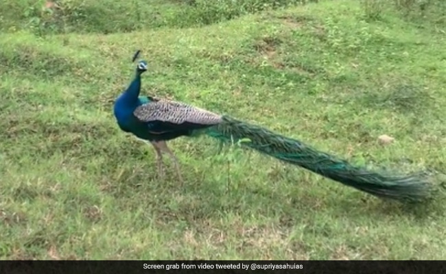 Video Displaying Peacock’s “Enchanting Magnificence And Unmatched Magnificence” Leaves Web Mesmerised