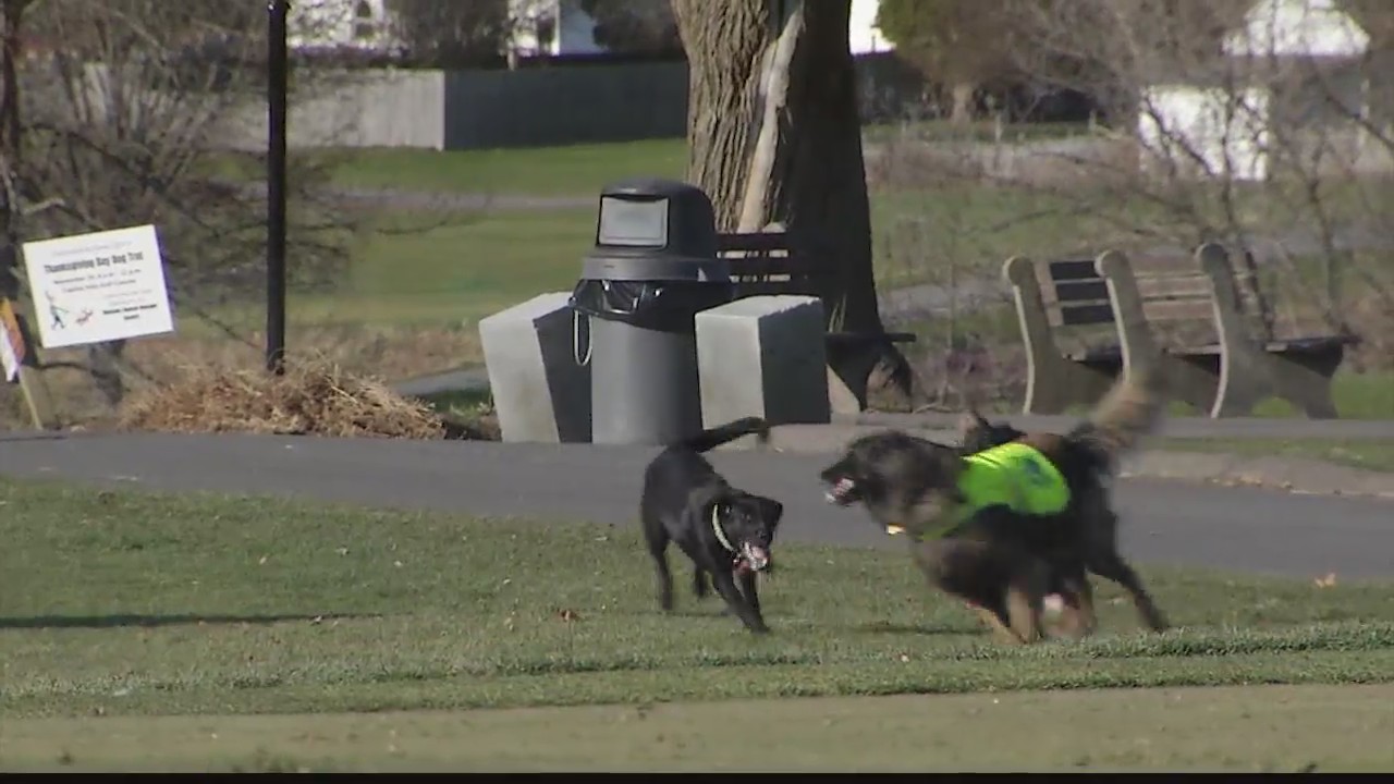 Thanksgiving Canine Trot collects donations for shelter pets