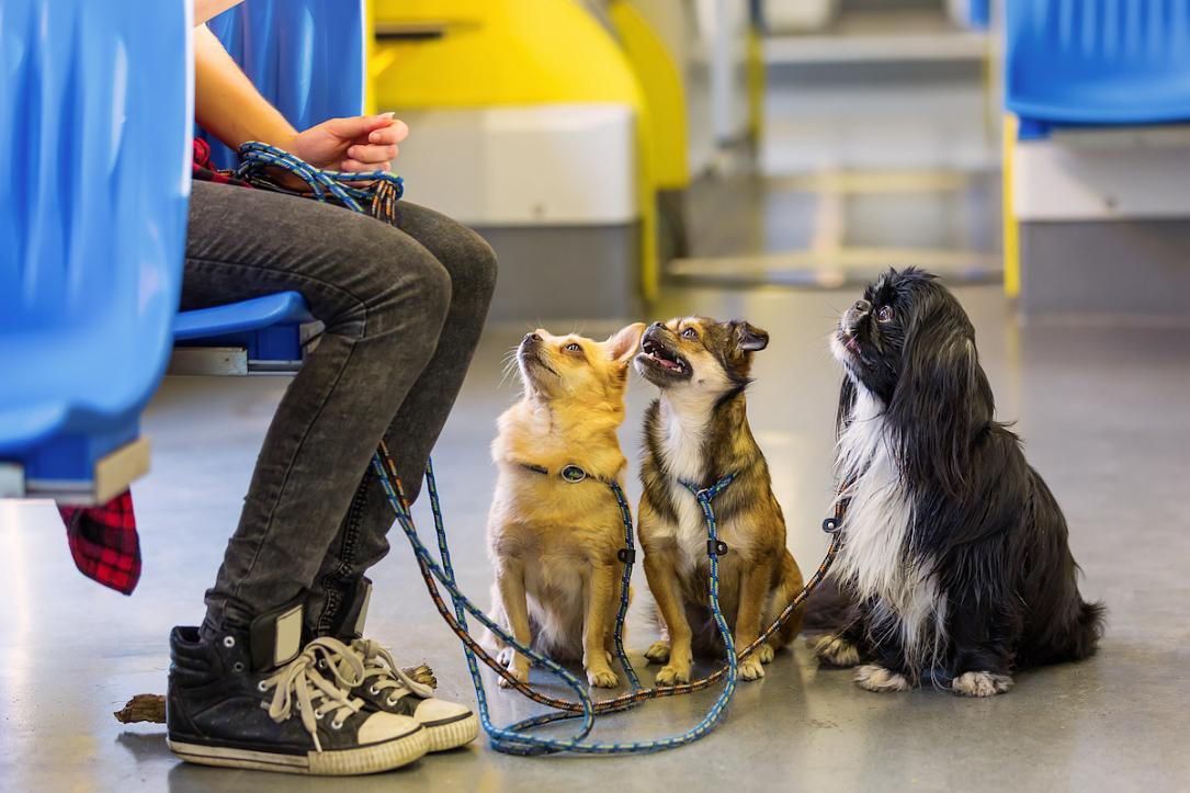 Romanian Liberals draft invoice to permit pets in public establishments and public transport