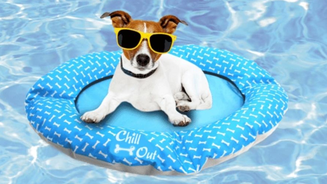 12 Greatest Pet Cooling Beds For Furry Pals This Summer season