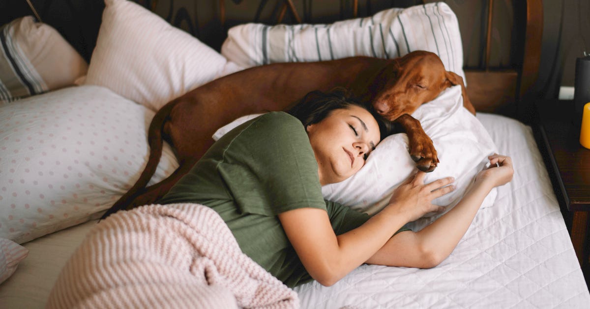 The Execs and Cons of Sleeping With Your Pet