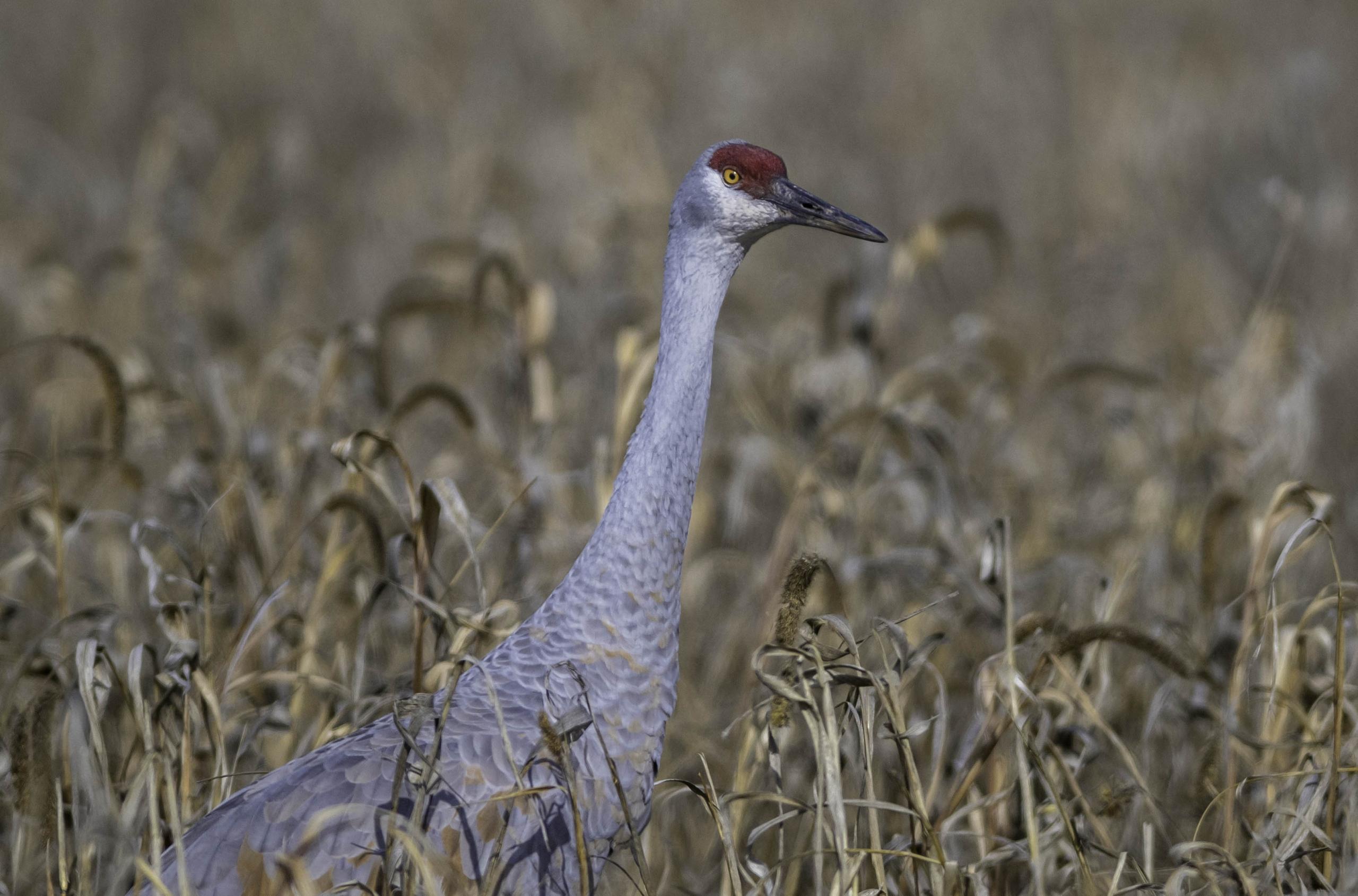 This is what it is advisable to know for this 12 months’s Pageant of the Cranes