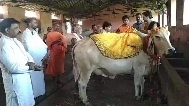 [Watch] Gopashtami Festival Celebrated In Odisha's Puri; Know Its Significance