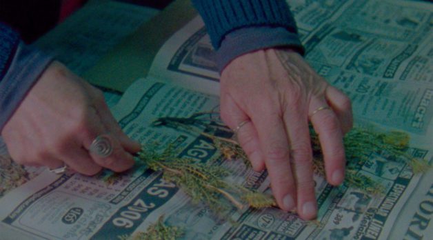 Viennale 60: Curating Politically | Filmmaker Journal