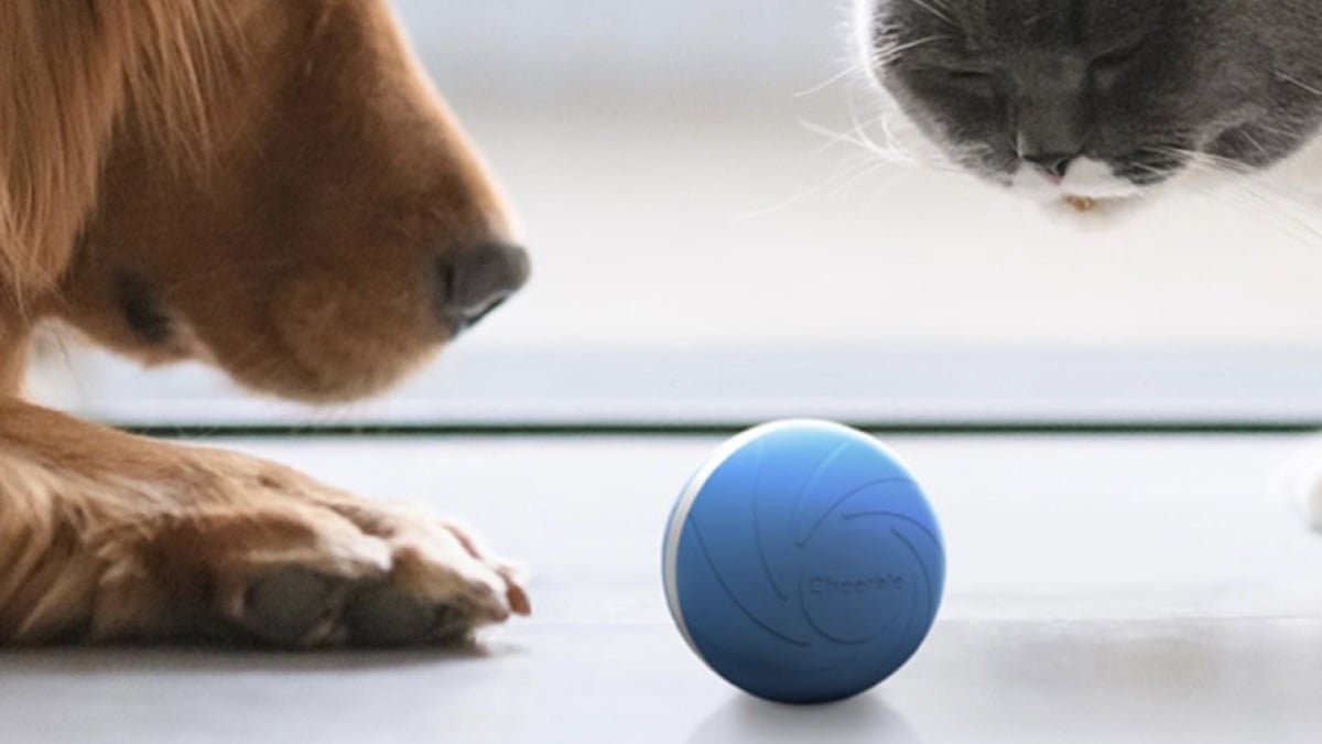 This automated, interactive pet toy is aware of when to cease and begin taking part in