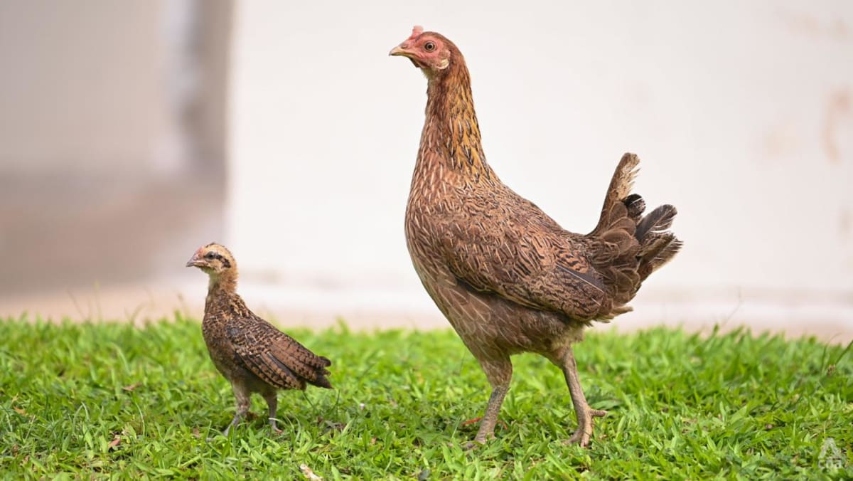 Maintaining of poultry in HDB flats not allowed because of public well being causes: Tan Kiat How