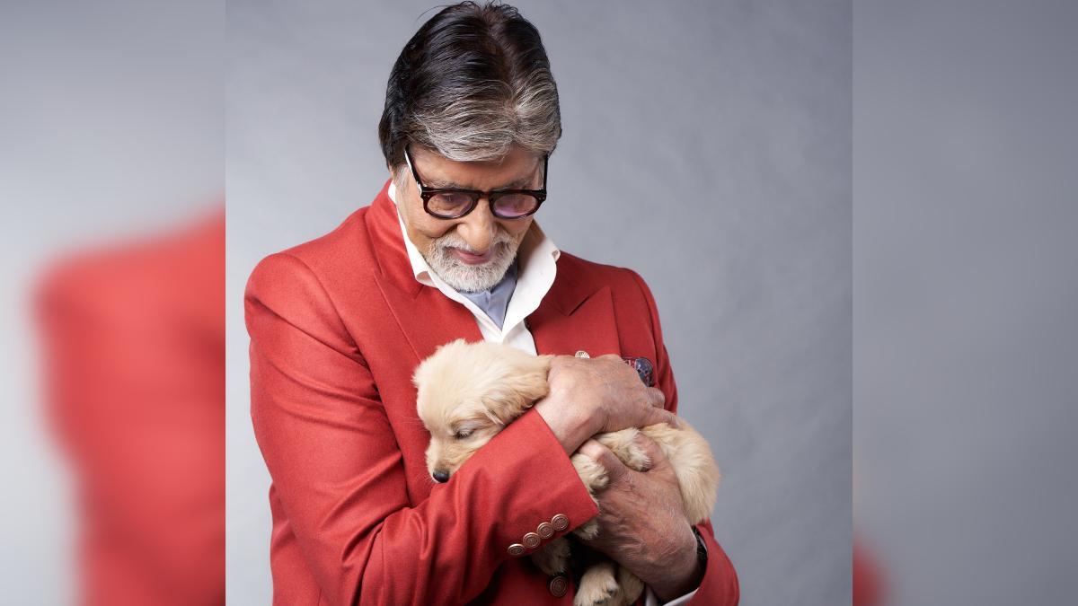 Amitabh Bachchan pens shifting notice on the ache of dropping pets