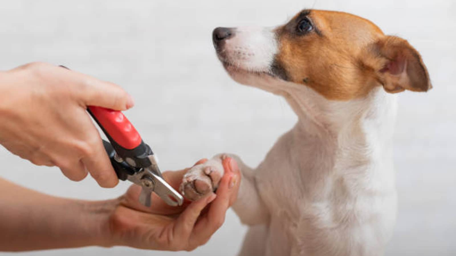 Pet care: High ideas for trimming your canine’s nails