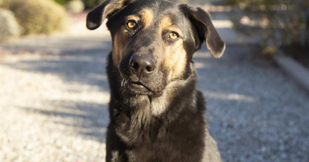 Adoptable pets from Arizona Humane, Maricopa County and Arizona Small Canine Rescue (11/23/22)