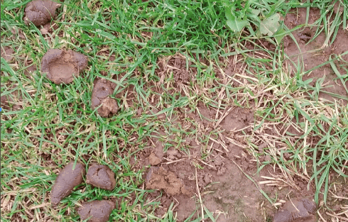 Abergavenny homeowners urged to choose up after their pets as Mardy footballers face canine poo distress