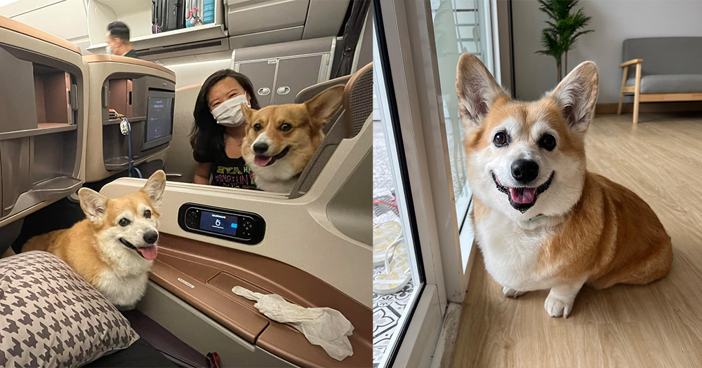 Corgis fly SIA enterprise class from US to S’pore, get celeb therapy from airport workers – Mothership.SG