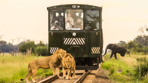 Zimbabwe’s gorgeous 80km safari practice