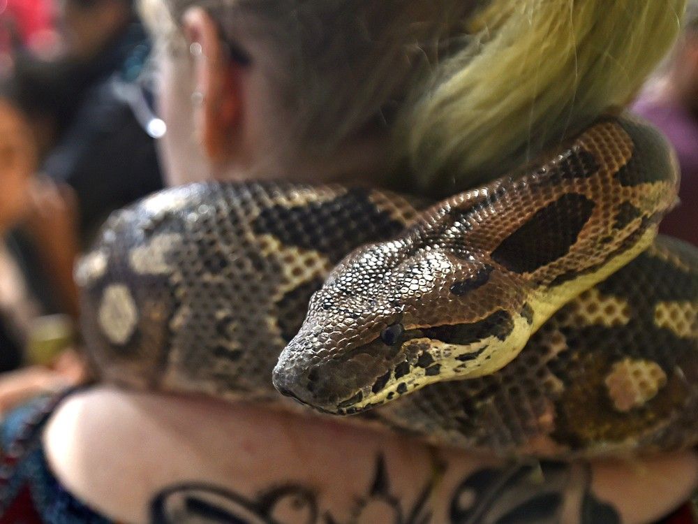 Kaitlyn Mitchell: Pythons, boas are wild animals, not pets, Saskatoon