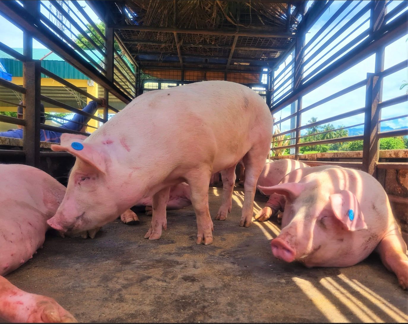 Iloilo province launches pork pageant as antidote to ASF doldrums