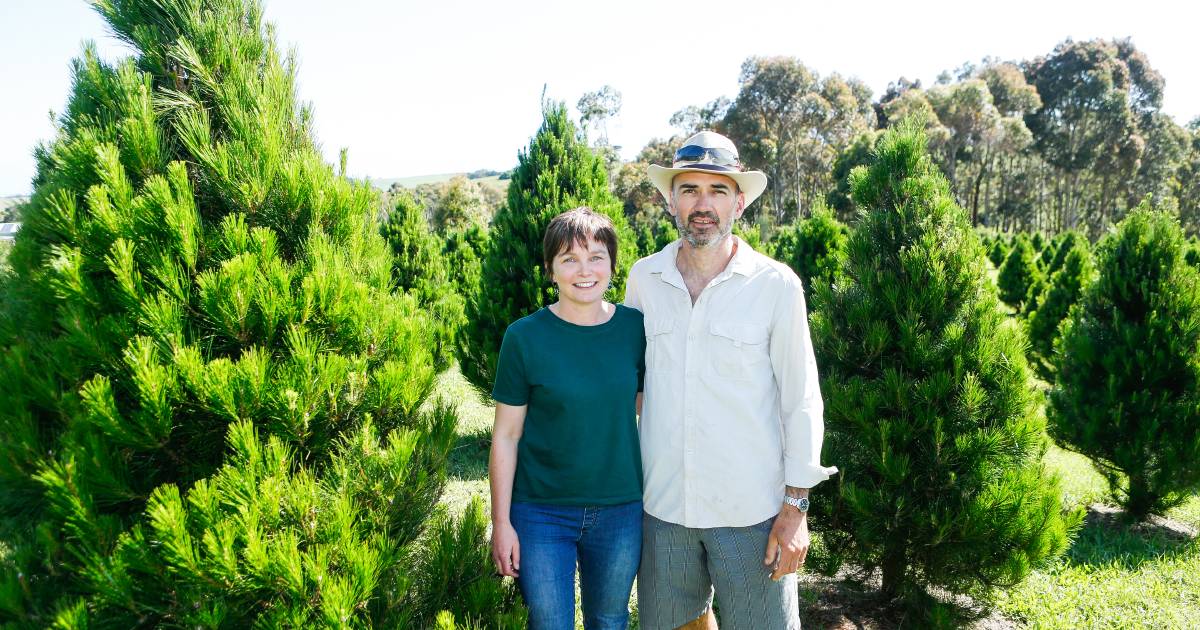 Woodford Christmas tree farm grows from festive thought – The Customary