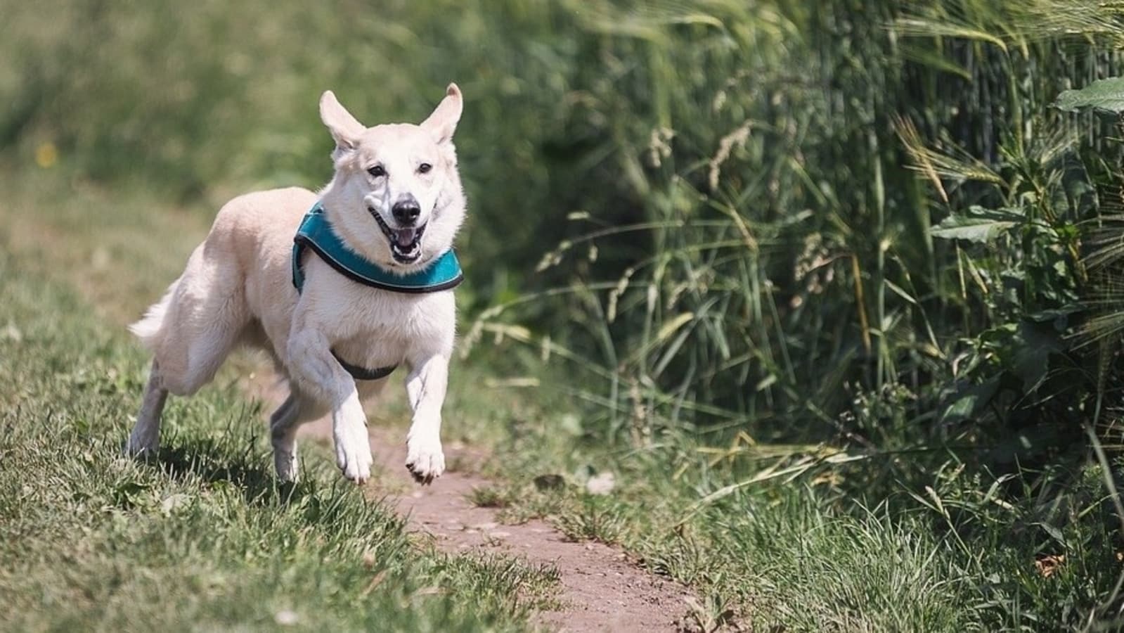 What to do when your canine runs away? A pet mother shares her expertise, provides ideas