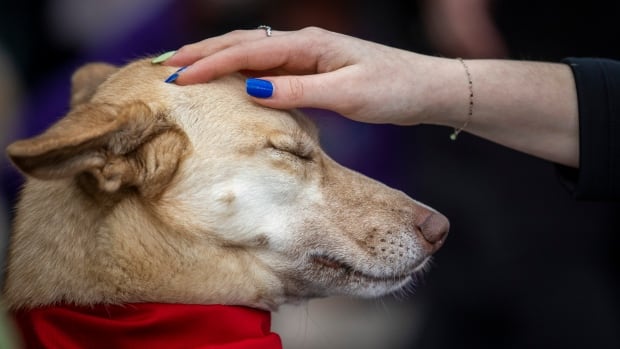 P.E.I. authorities on the fence over giving tenants authorized proper to pets in leases