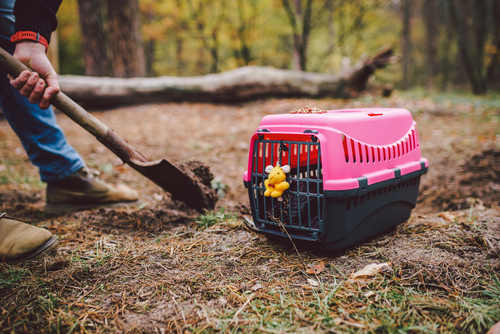 Is it authorized to bury a pet in your backyard in France?