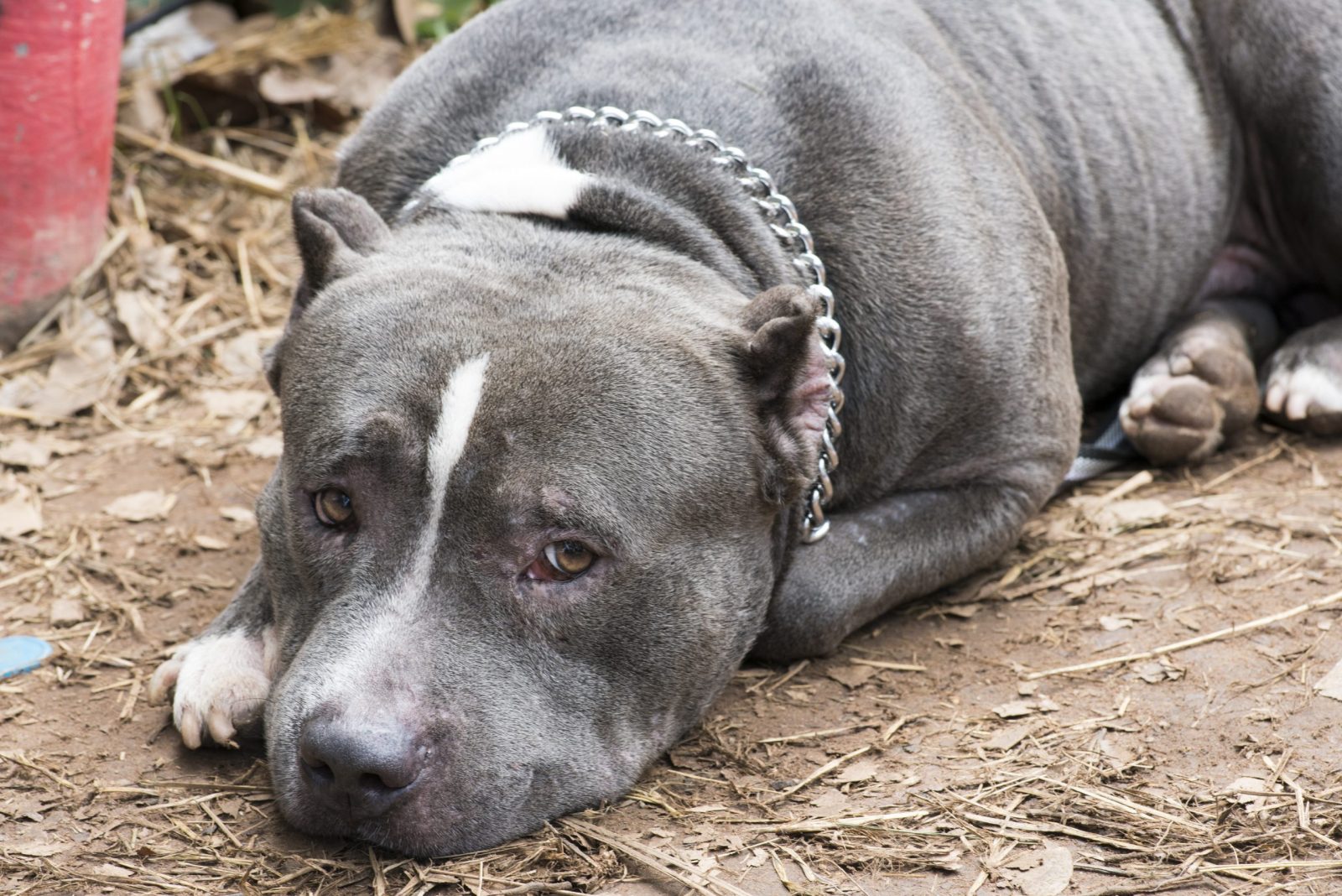 Man Arrested for Locking Canine in Closet