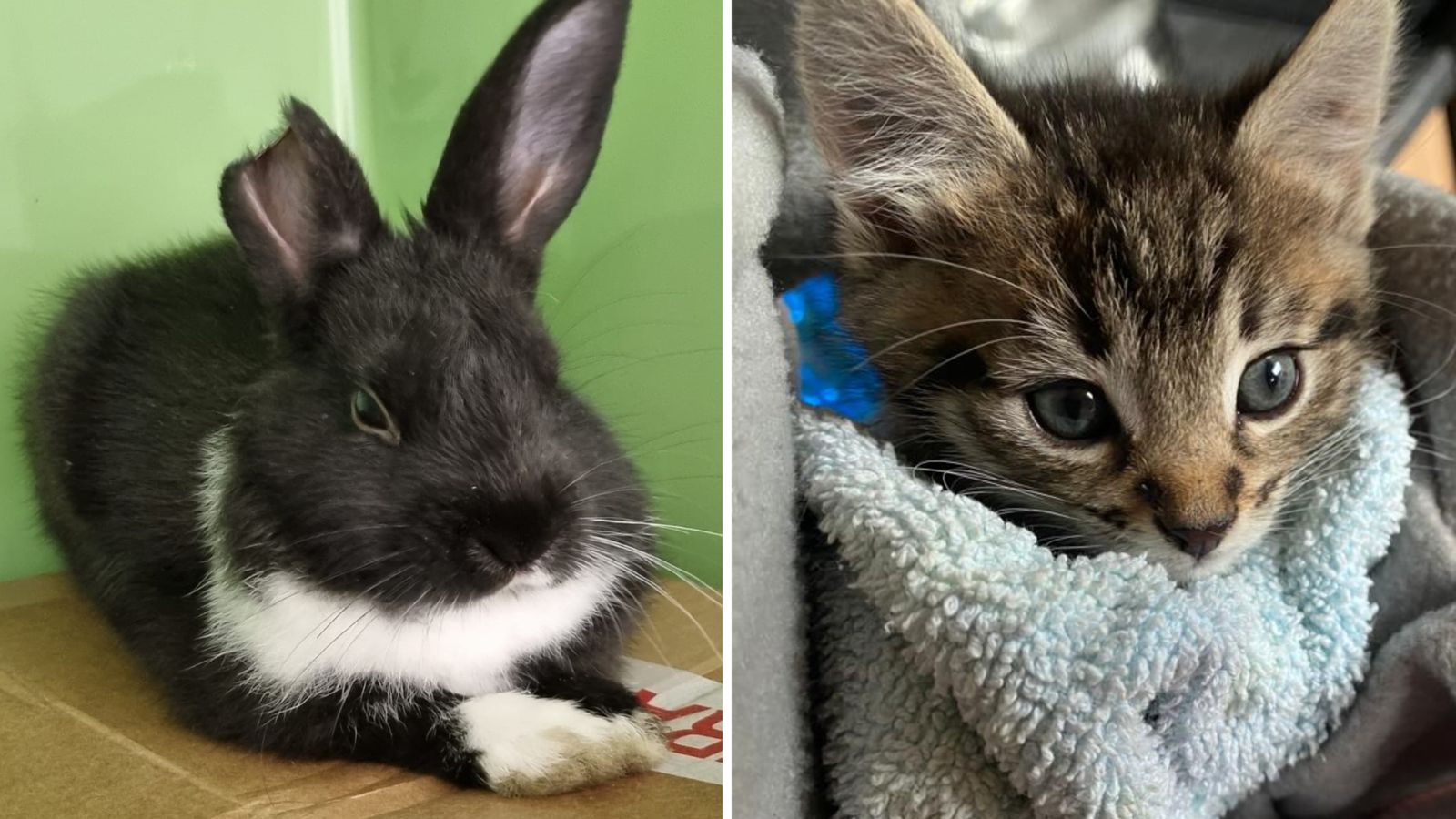 Price of residing: Kittens deserted on a doorstep and a rabbit left in a purchasing centre – pets the most recent sufferer of disaster | UK Information