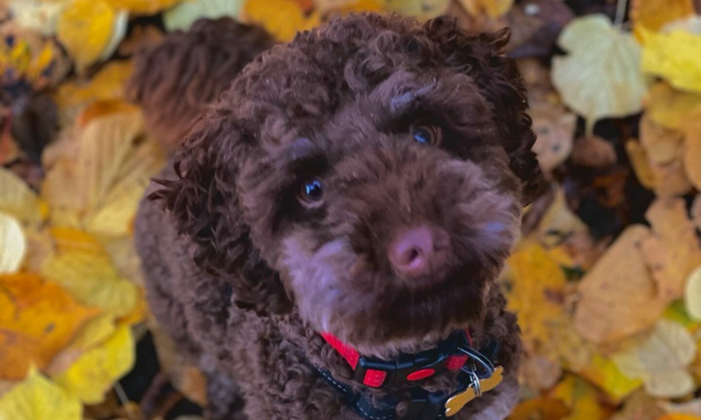 Huntly pet Hugo’s pet portrait is finest in Aberdeenshire