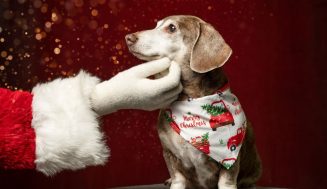 Dartmouth canine photographer unwraps festive pet portraits