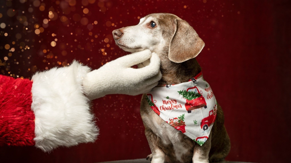 Dartmouth canine photographer unwraps festive pet portraits