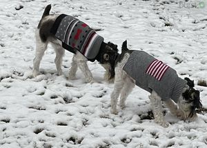 Have you learnt find out how to maintain your pets secure in dangerously chilly climate?