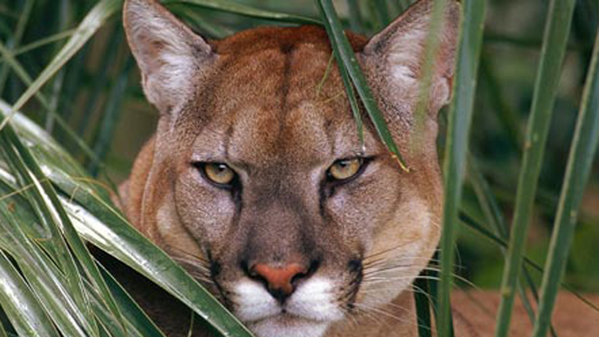 Household Spots Florida Panther Roaming in Yard of SW Florida Dwelling – NBC 6 South Florida