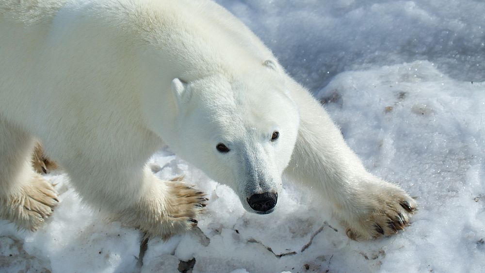 ‘Bear-dar’: This tech makes use of AI to cut back the danger of harmful polar bear encounters within the Arctic