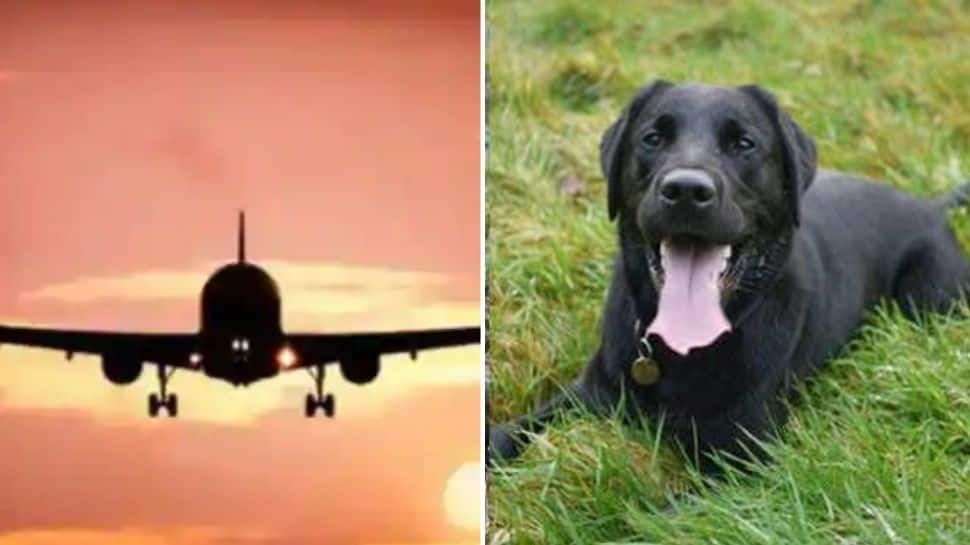 ‘Actually Shocked…’ Airline transports household’s pet canine to Saudi Arabia as an alternative of US | Aviation Information