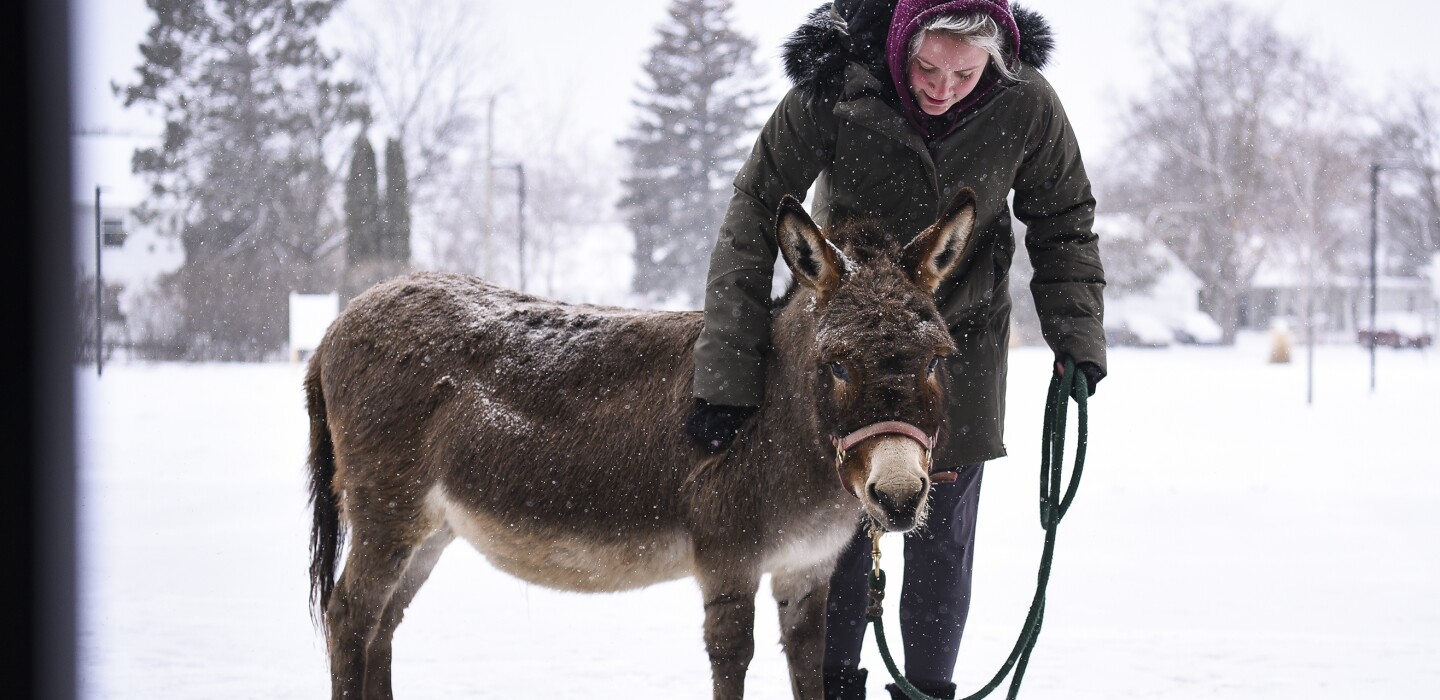 Cleo the donkey makes Bemidji State De-Stress with Pets debut – Bemidji Pioneer