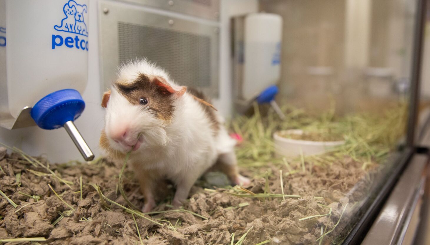 NYC Council Hears Pleas to Cease Sale of Guinea Pigs from Pet Shops