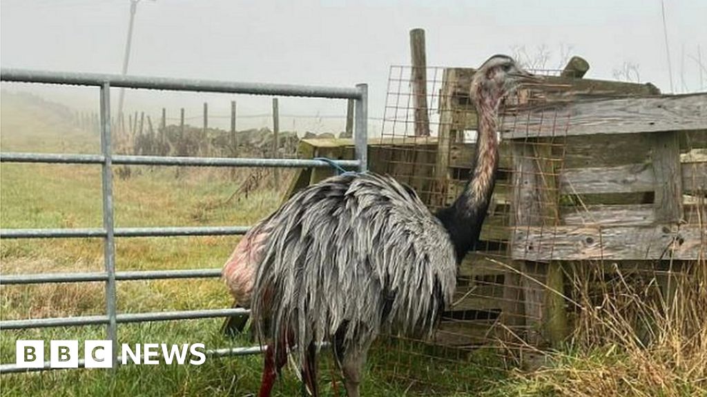 Halifax: Pet rhea dies after 'horrific' canine assault – BBC